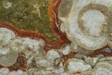 Polished Mushroom Jasper Slab - Arizona #141232-1